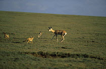 Golden jackals {Canis aureus} hunting Thomson's gazelle with young {Gazella thomsonii} Ngorongoro conservation area, Tanzania