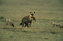 Spotted hyaena {Crocuta crocuta} steals baby Gazelle kill from Golden jackals {Canis aureus} behind, Ngorongoro conservation area, Tanzania