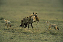 Spotted hyaena {Crocuta crocuta} carrying dead baby Gazelle with Golden jackals {Canis aureus} behind, Ngorongoro conservation area, Tanzania