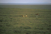 Distressed Female Thomson's gazelle {Gazella thomsonii} watches Golden jackals {Canis aureus} feeding on its baby,  Ngorongoro conservation area, Tanzania