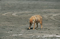 Golden jackal {Canis aureus} digging to recover cache of food, Ngorongoro conservation area, Tanzania