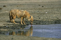 Golden jackal {Canis aureus} drinking, Ngorongoro conservation area, Tanzania