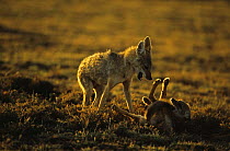 Golden jackals {Canis aureus} interacting, submission, Ngorongoro conservation area, Tanzania