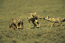 Golden jackal {Canis aureus} pulling the tail of another jackal, Ngorongoro conservation area, Tanzania