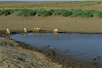Golden jackals {Canis aureus} drinking at waterhole, Ngorongoro conservation area, Tanzania