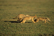 Golden jackals {Canis aureus} chasing another one away, Ngorongoro conservation area, Tanzania