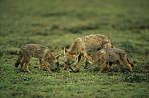 Golden jackal {Canis aureus} and young feeding, Ngorongoro conservation area, Tanzania