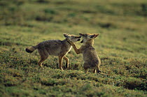 Golden jackal {Canis aureus} cubs play fighting, Ngorongoro conservation area, Tanzania
