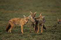 Golden jackal {Canis aureus} parents with 'helper' from previous litter, Ngorongoro conservation area, Tanzania