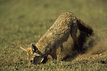 Golden jackal {Canis aureus} digging to store or recover food cache, Ngorongoro conservation area, Tanzania