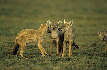 Golden jackal {Canis aureus} parents grooming 'helper' from previous litter, Ngorongoro conservation area, Tanzania
