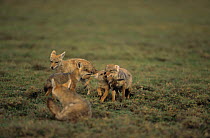 Golden jackal {Canis aureus} 'helper' from previous litter brings in head of young Gazelle with jackal cubs, Ngorongoro conservation area, Tanzania