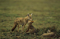 Golden jackal {Canis aureus} and cub nuzzling and grooming, Ngorongoro conservation area, Tanzania