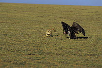 Golden jackal {Canis aureus} and Vulture in 'stand off', Ngorongoro conservation area, Tanzania