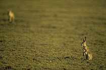 Scrub hare {Lepus saxitalis} alert, Ngorongoro conservation area, Tanzania