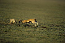 Thomson's gazelle {Gazella thomsonii} chasing off a marauding Golden jackal {Canis aureus}  Ngorongoro conservation area, Tanzania