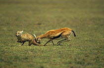 Thomson's gazelle {Gazella thomsonii} chasing off a marauding Golden jackal {Canis aureus}  Ngorongoro conservation area, Tanzania