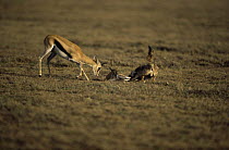 Thomson's gazelle {Gazella thomsonii} mother attempts to defend its fawn from a Golden jackal {Canis aureus} Ngorongoro conservation area, Tanzania