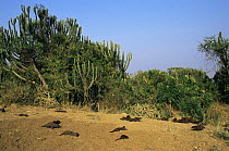 Group of foraging Banded mongoose {Mungos mungo} Queen Elizabeth NP, Uganda