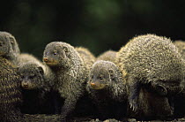 Group of Banded mongoose {Mungos mungo} Queen Elizabeth NP, Uganda