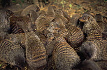 Group of Banded mongoose {Mungos mungo} huddling together, bonding by close contact, Queen Elizabeth NP, Uganda