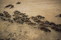 Group of Banded mongoose {Mungos mungo} on the move, Queen Elizabeth NP, Uganda
