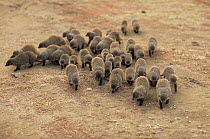 Group of Banded mongoose {Mungos mungo} on the move, Queen Elizabeth NP, Uganda