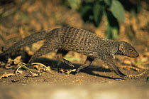 Banded mongoose {Mungos mungo} on the move, Queen Elizabeth NP, Uganda