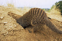 Banded mongoose {Mungos mungo} digging for food, foraging, Queen Elizabeth NP, Uganda