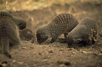 Group of Banded mongoose {Mungos mungo} digging for food, foraging, Queen Elizabeth NP, Uganda