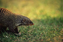 Banded mongoose {Mungos mungo} feeding on bird prey, Queen Elizabeth NP, Uganda
