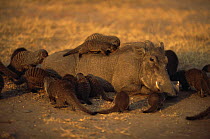 Banded mongoose {Mungos mungo} foraging for parasites on skin of Warthog {Phacochoerus aethiopicus}, Queen Elizabeth NP, Uganda