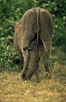 Banded mongoose {Mungos mungo} foraging for parasites on skin between back legs of Warthog {Phacochoerus aethiopicus}, Queen Elizabeth NP, Uganda