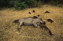 Banded mongoose {Mungos mungo} foraging for parasites on skin of resting Warthog {Phacochoerus aethiopicus}, Queen Elizabeth NP, Uganda