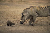 Banded mongoose {Mungos mungo} and Warthog {Phacochoerus aethiopicus}, mongoose about to forage for parasites on skin of Warthog, Queen Elizabeth NP, Uganda