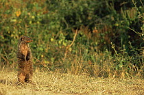 Banded mongoose standing {Mungos mungo}  Queen Elizabeth NP, Uganda