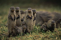 Banded mongoose {Mungos mungo} group with young, Queen Elizabeth NP, Uganda