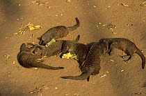 Banded mongoose {Mungos mungo} group play fighting, Queen Elizabeth NP, Uganda