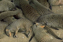 Banded mongoose {Mungos mungo} group sleeping, afternoon siesta, Queen Elizabeth NP, Uganda