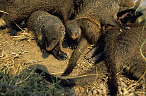 Banded mongoose {Mungos mungo} group with young, Queen Elizabeth NP, Uganda