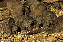 Banded mongoose {Mungos mungo} group with young,  Queen Elizabeth NP, Uganda