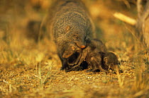 Banded mongoose {Mungos mungo} carrying young pup, Queen Elizabeth NP, Uganda