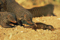 Banded mongoose {Mungos mungo} adult watches over young pup investigating its environment, Queen Elizabeth NP, Uganda