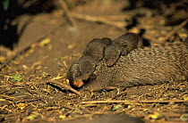 Banded mongoose {Mungos mungo} with playful young,  Queen Elizabeth NP, Uganda