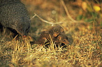 Banded mongoose {Mungos mungo} with young,  Queen Elizabeth NP, Uganda