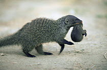 Banded mongoose {Mungos mungo} carrying young,  Queen Elizabeth NP, Uganda
