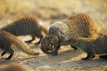 Banded mongoose {Mungos mungo} adult carrying young,  Queen Elizabeth NP, Uganda