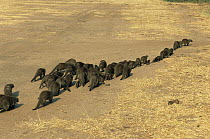 Banded mongoose {Mungos mungo} group on the move, Queen Elizabeth NP, Uganda