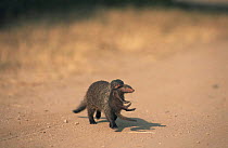 Banded mongoose {Mungos mungo} adult carrying young,  Queen Elizabeth NP, Uganda