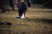 Marabou stork {Leptoptilos crumeniferus} predating young Banded mongoose {Mungos mungo}, Queen Elizabeth NP, Uganda